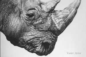 Northern White Rhino Print