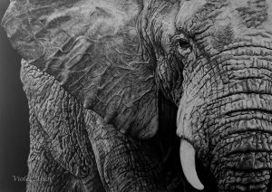 African Elephant Print