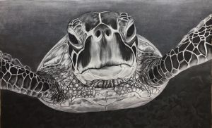 Green Sea Turtle Print