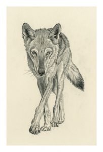 Arabian Wolf On The Prowl