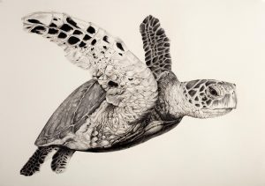 Hawksbill Turtle