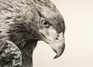 Golden Eagle