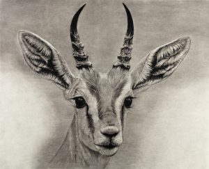 Arabian Gazelle