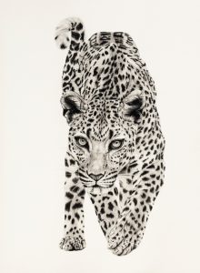 Arabian Leopard - limited edition print