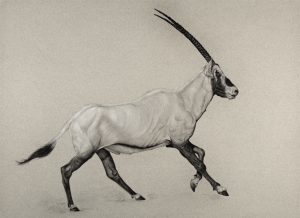Arabian Oryx Running