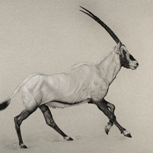 Arabian Oryx Running