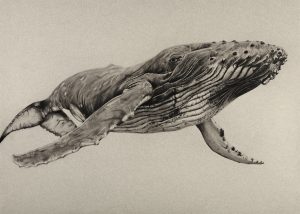 Arabian Sea Humpback Whale