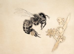 ‘Nahlat: Gift of Allah’ Omani Honey Bee and Ziziphus Spina-Cristi