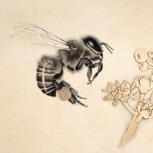 ‘Nahlat: Gift of Allah’ Omani Honey Bee and Ziziphus Spina-Cristi