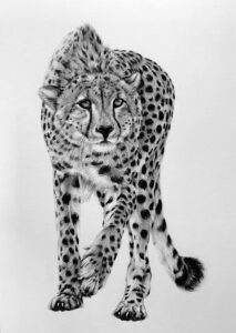 AWF Cheetah
