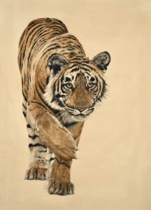 Katha & Chai Tiger: Stalking